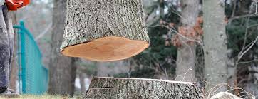 Best Commercial Tree Services  in Archer City, TX